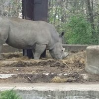 Rhino scarry lol
