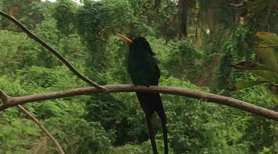 Red-billed streamertail is the national bird of Jamaica, also known as the Doctor Bird is indige