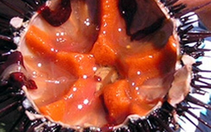 bogamarì....riccio di mare!!!!