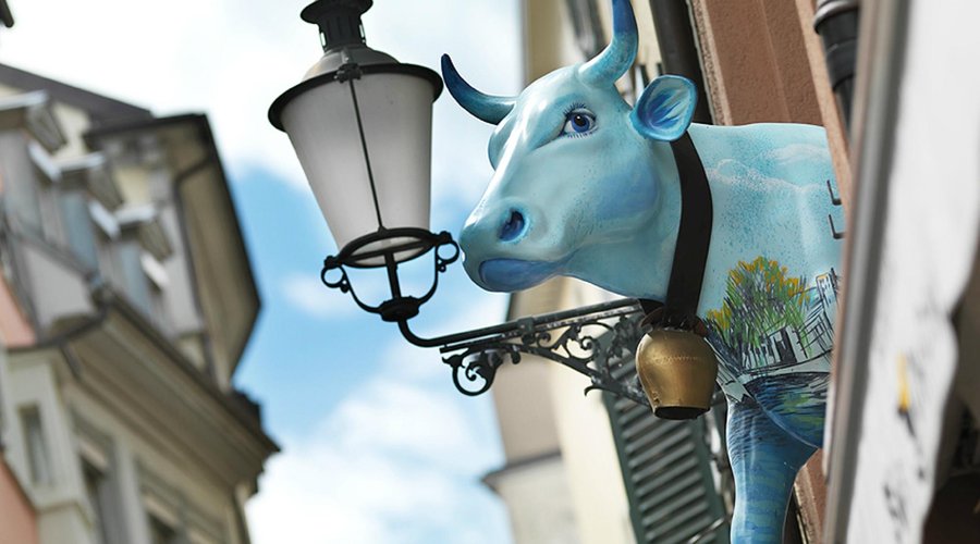 Unsere Kuh - Heidi, das meist fotografierte Sujet der Altstadt