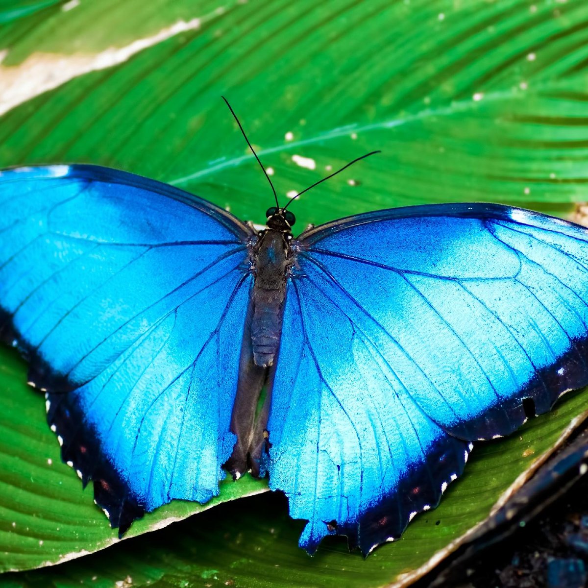 Butterfly haven qu saber antes de ir actualizado 2025 