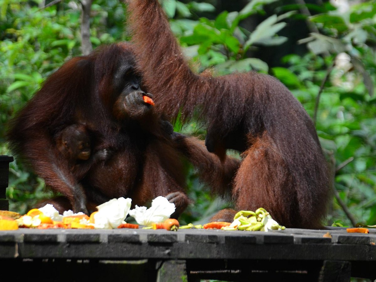 Borneo Sandakan Tours - Day Tours, Сандакан: лучшие советы перед посещением  - Tripadvisor