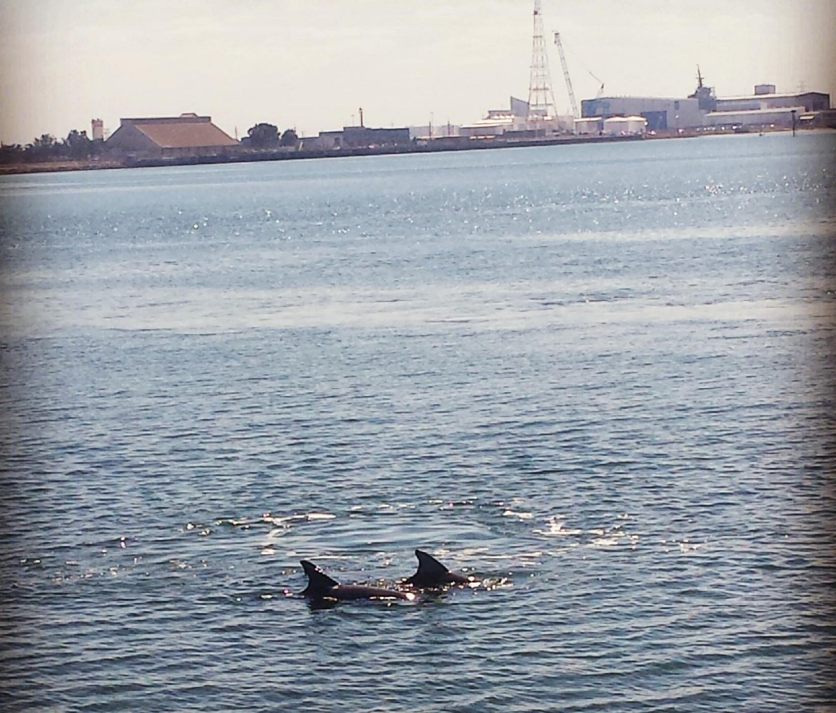 dolphin cruise port adelaide tickets