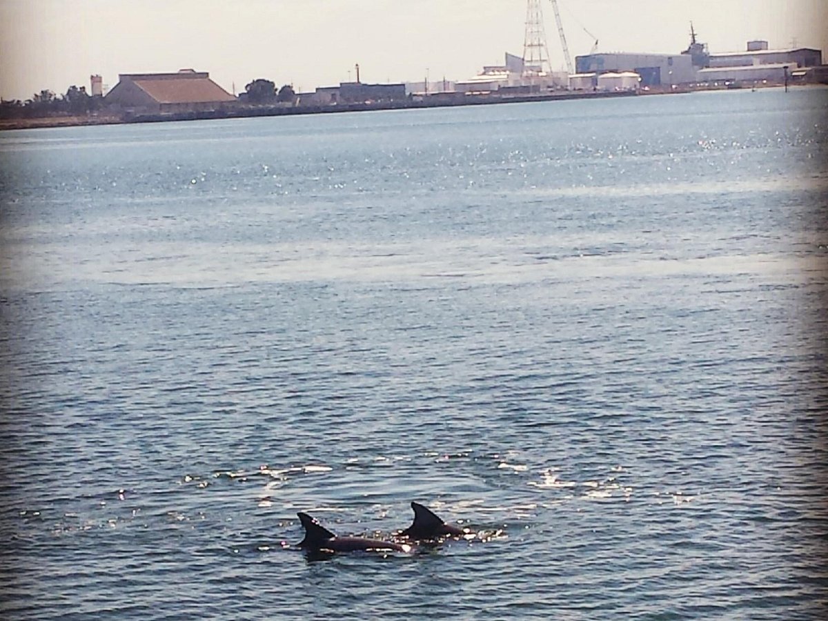 dolphin cruise port adelaide times