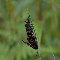 Kooloonbung Creek Nature Park (4)