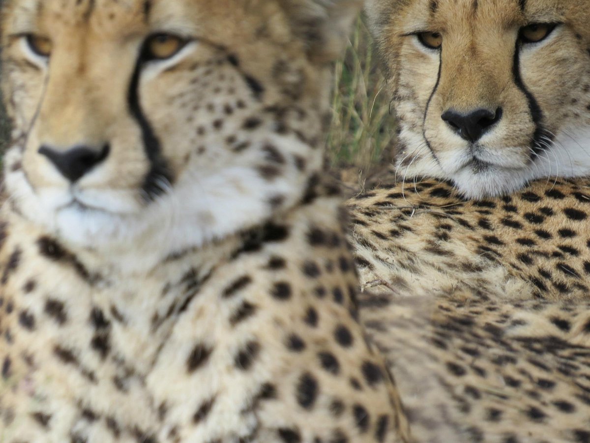 KWA CHEETAH BREEDING PROJECT (2024) All You Need to Know BEFORE You Go  (with Photos)