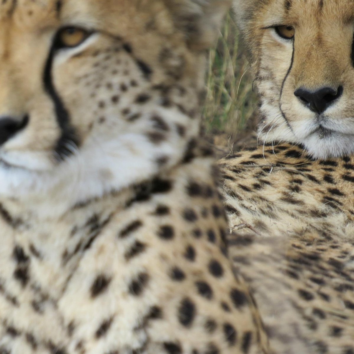 KWA CHEETAH BREEDING PROJECT (2024) All You Need to Know BEFORE You Go  (with Photos)