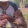 travel_yoda_aus