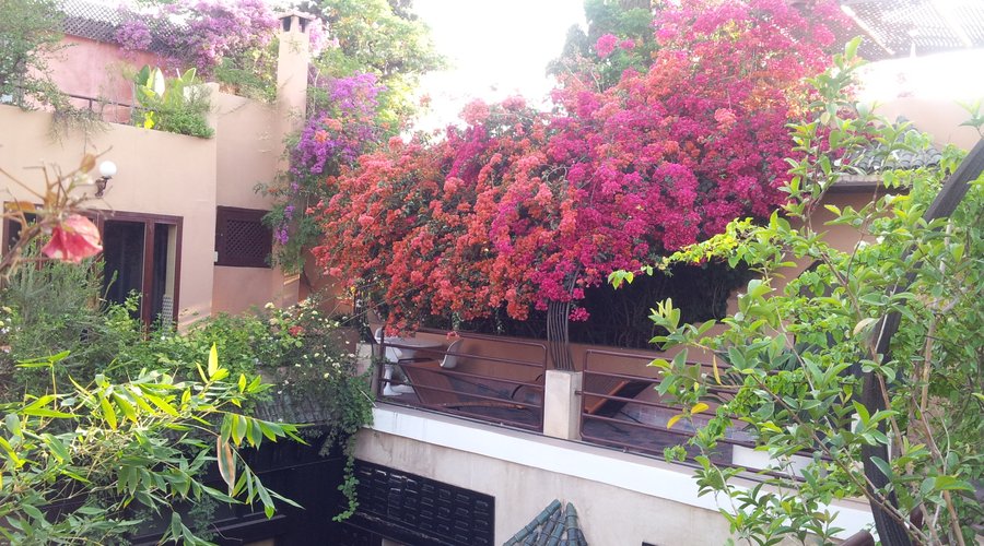 riad en fleur