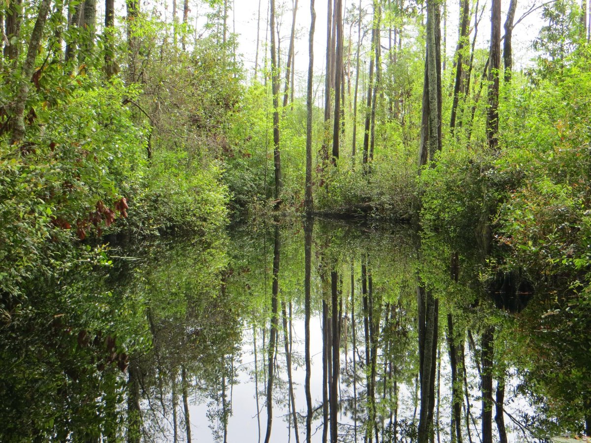 OKEFENOKEE SWAMP PARK (Waycross) All You Need to Know BEFORE You Go