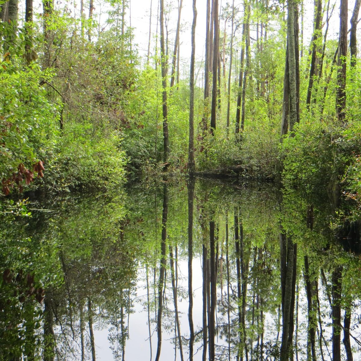 OKEFENOKEE SWAMP PARK (Waycross) - 2023 What to Know BEFORE You Go