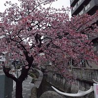 なかなか見応えのある木もあります