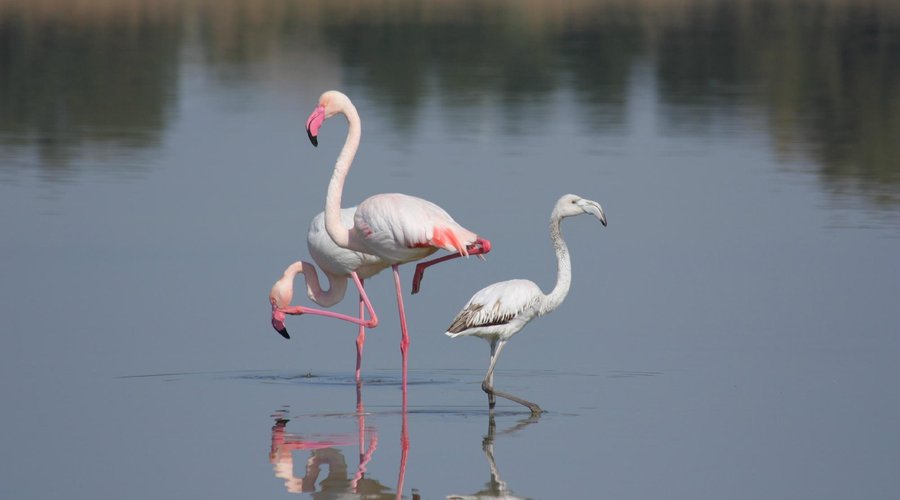 il parco di molentargius (poeto) ed i suoi fenicotteri