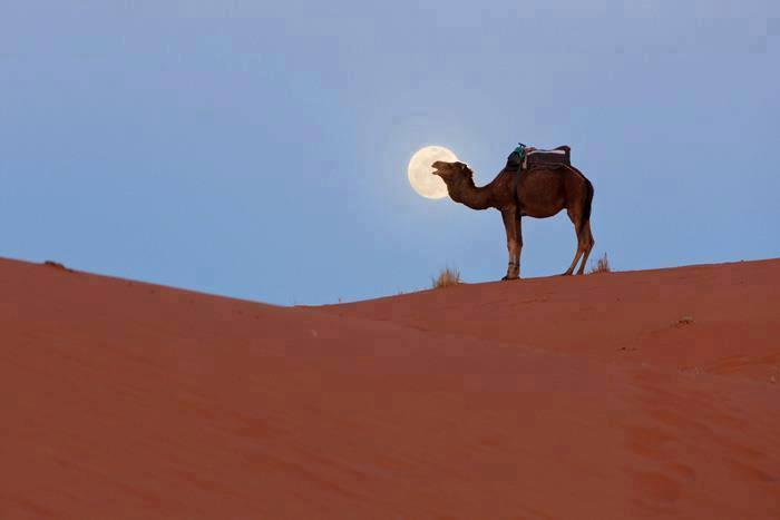 Camel Bivouac Merzouga (Hassilabied) - All You Need to Know BEFORE