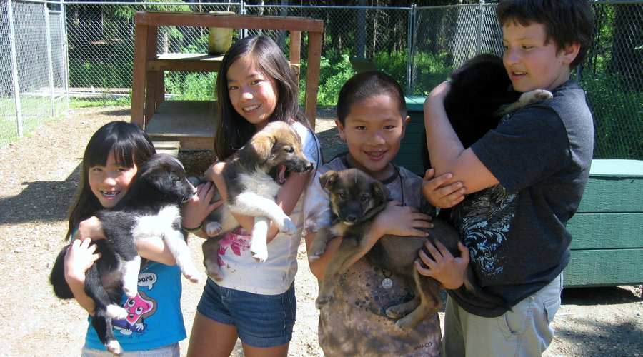 Summer Pups