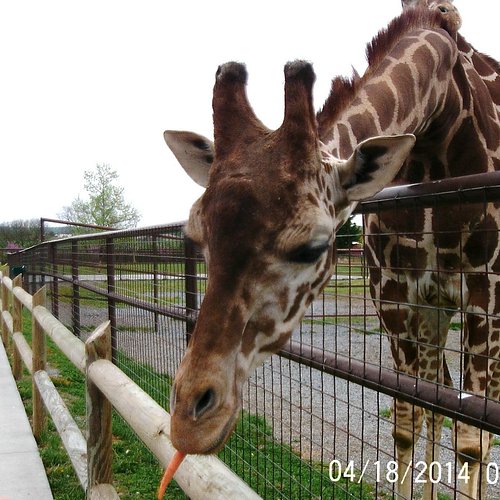 se permiten perros en el zoológico de nashville