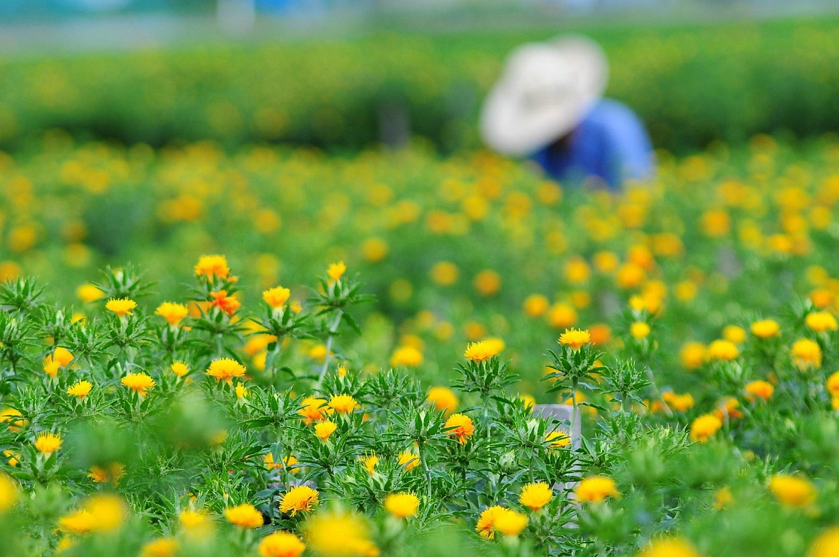 Yamagata Safflower - Expedition Japan