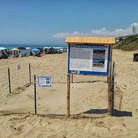 Il nido di tartarughe caretta caretta del 2013