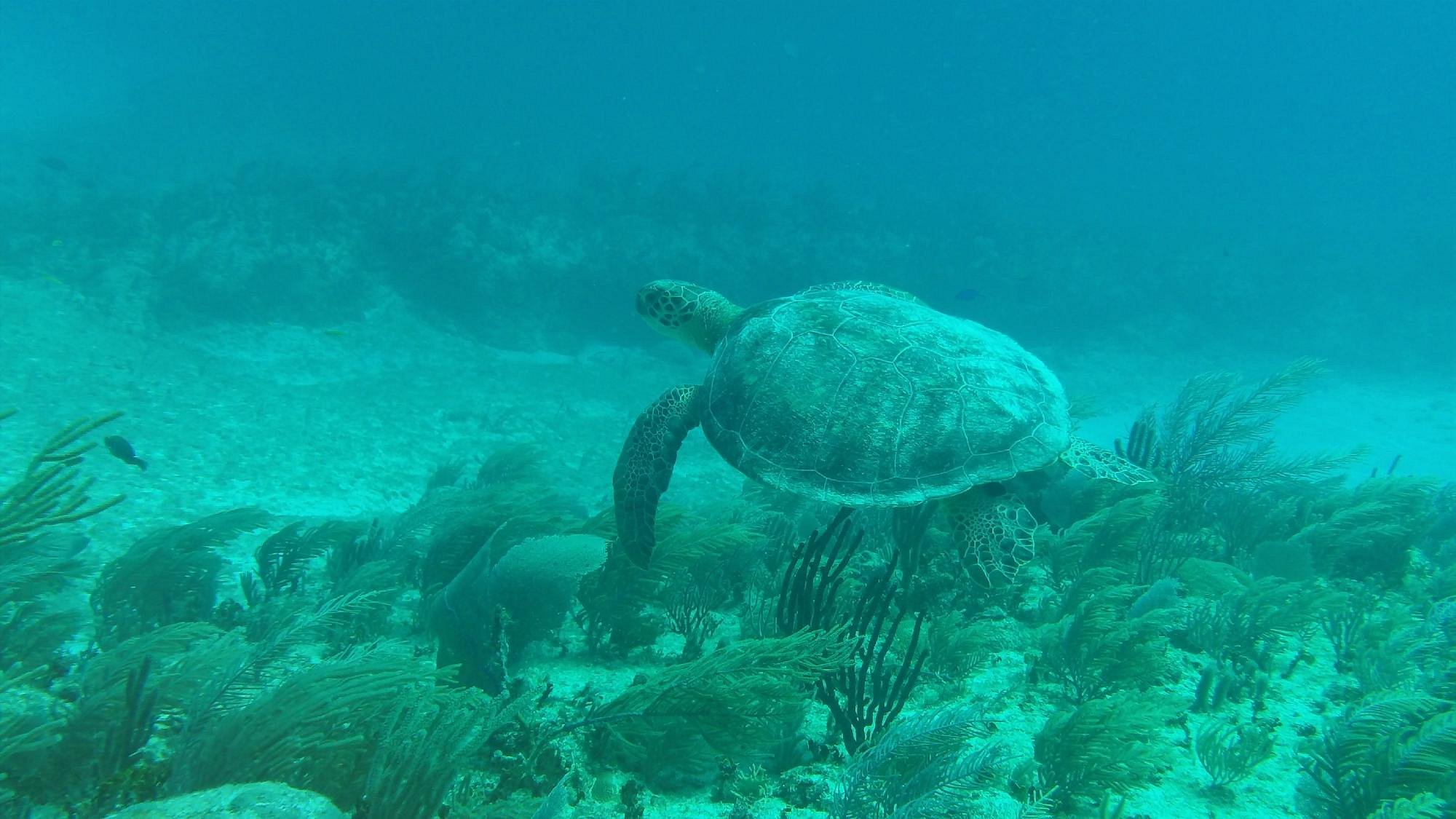 tankah divers tulum