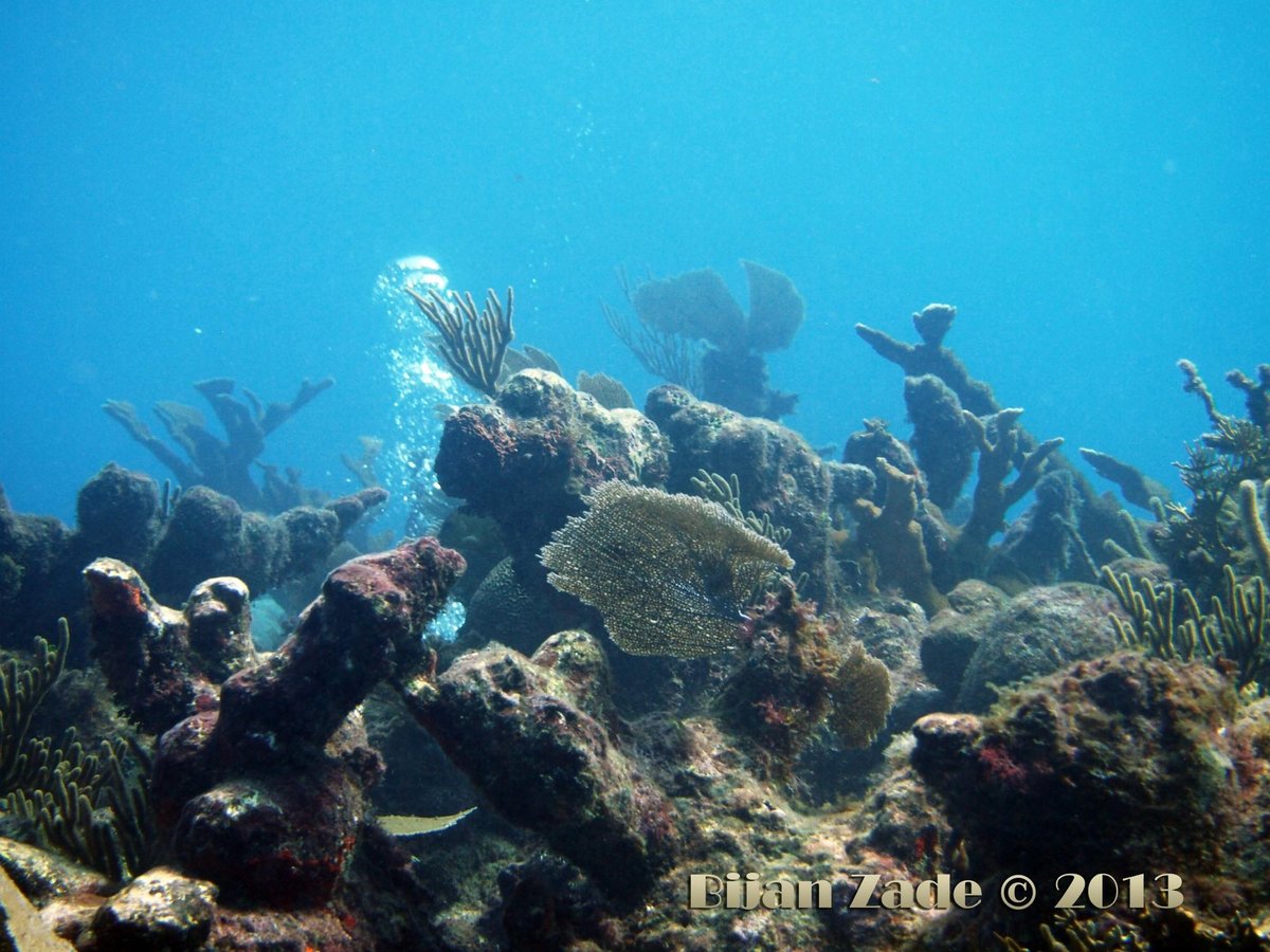 tankah divers tulum