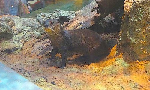 otter