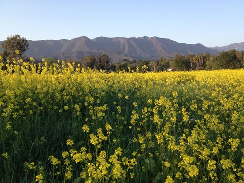 THE 15 BEST Things to Do in Ojai - UPDATED 2021 - Must See Attractions ...