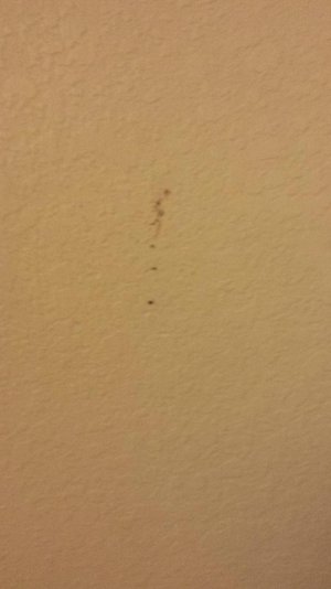 killed bug #2 on wall near tv