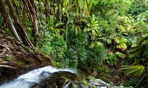 An important source of water for Praslin, Vallee de Mai boasts a beautiful waterfall