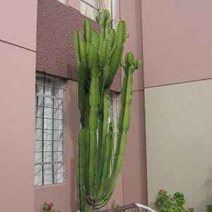 entrée