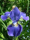 Brugmansia21