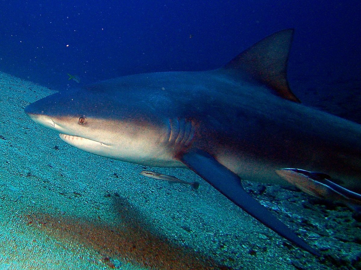 SHARKS FRIENDS DIVE CENTER (Playa Santa Lucia) - All You Need to Know ...