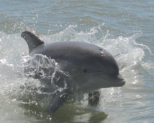 05 Dolphin Meet And Greet - Ocean Adventures