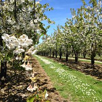 Cherry trees in bloom
