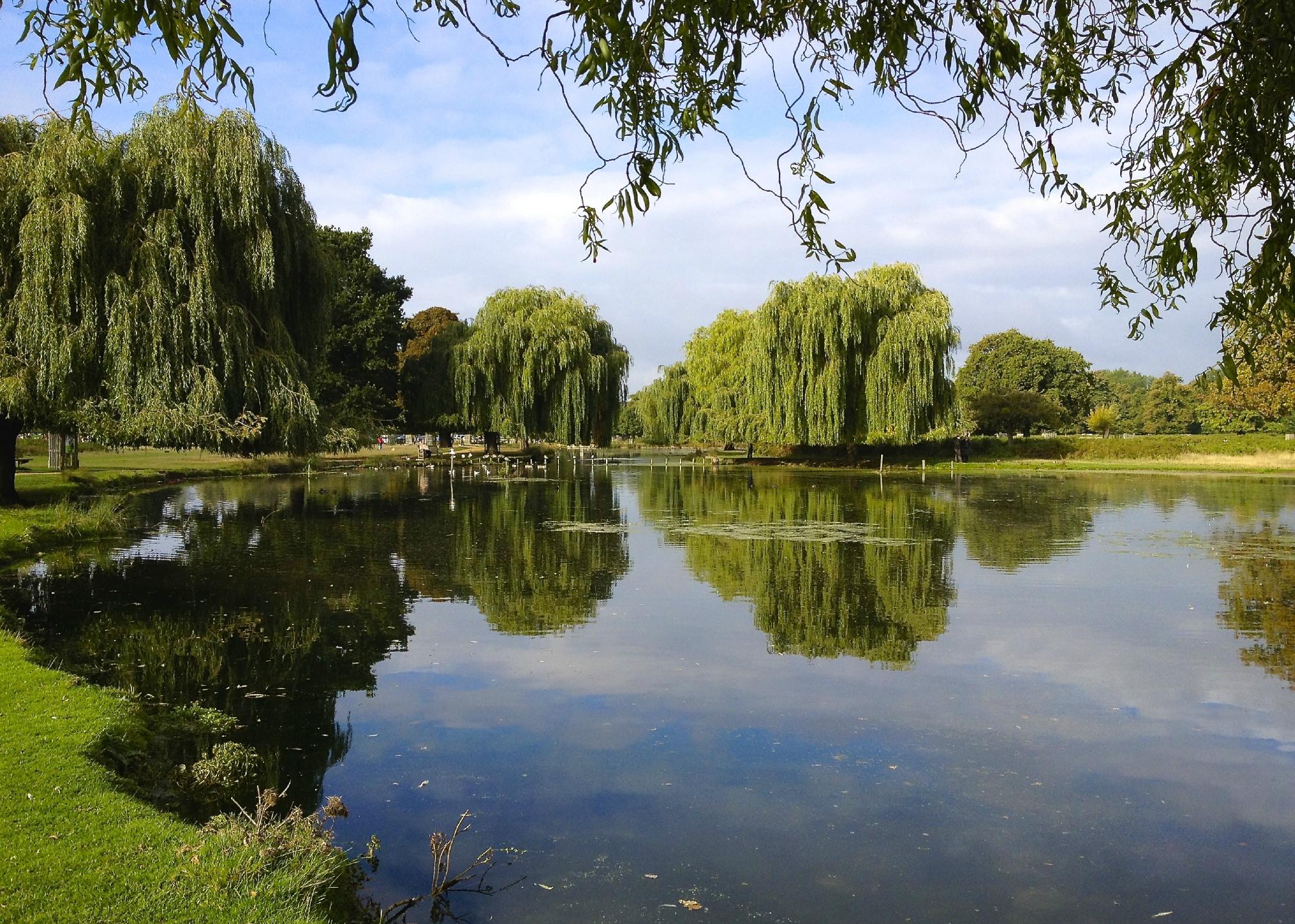 Bushy Park All You Need to Know BEFORE You Go 2024