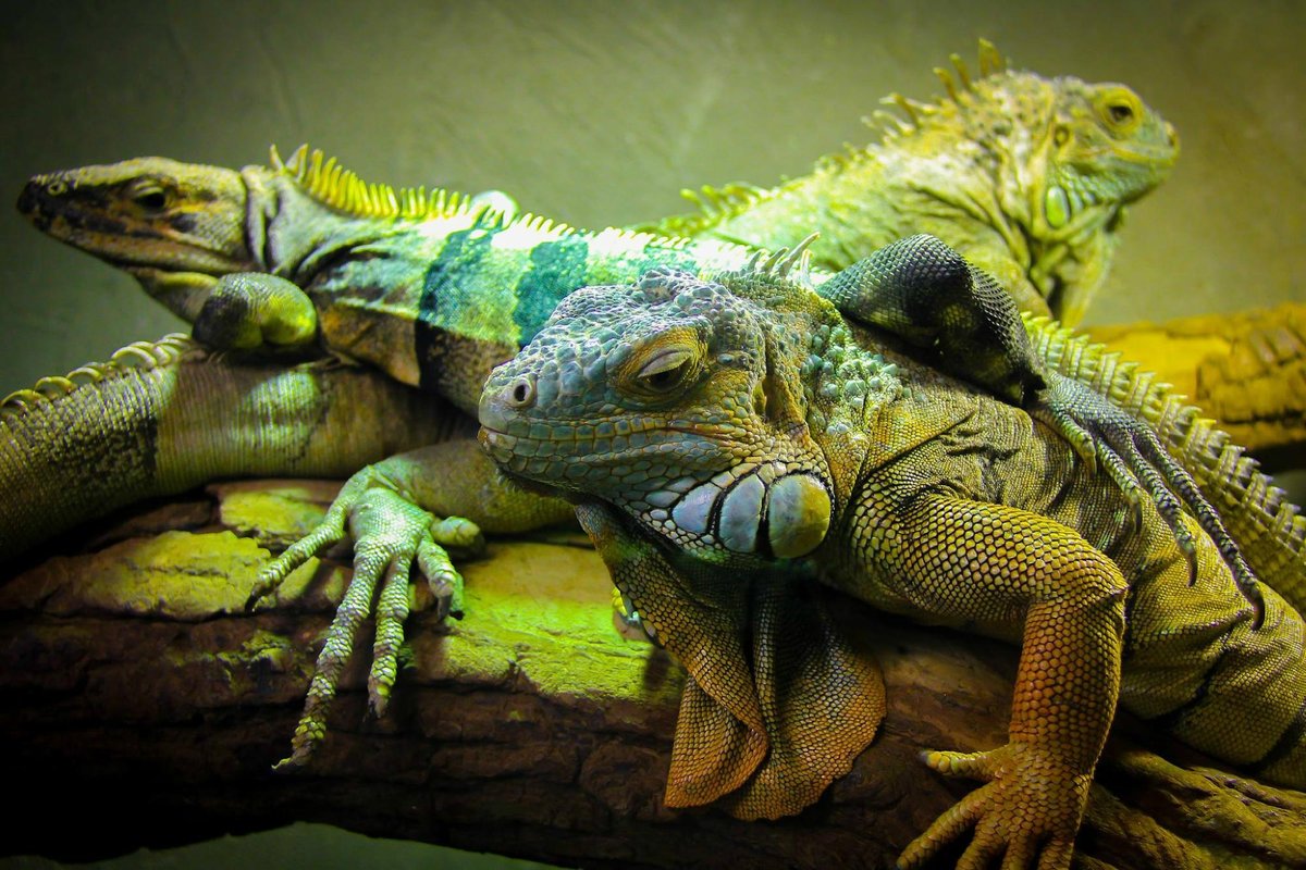 Reptilia Zoo and Education Centre Vaughan: All You Need to Know