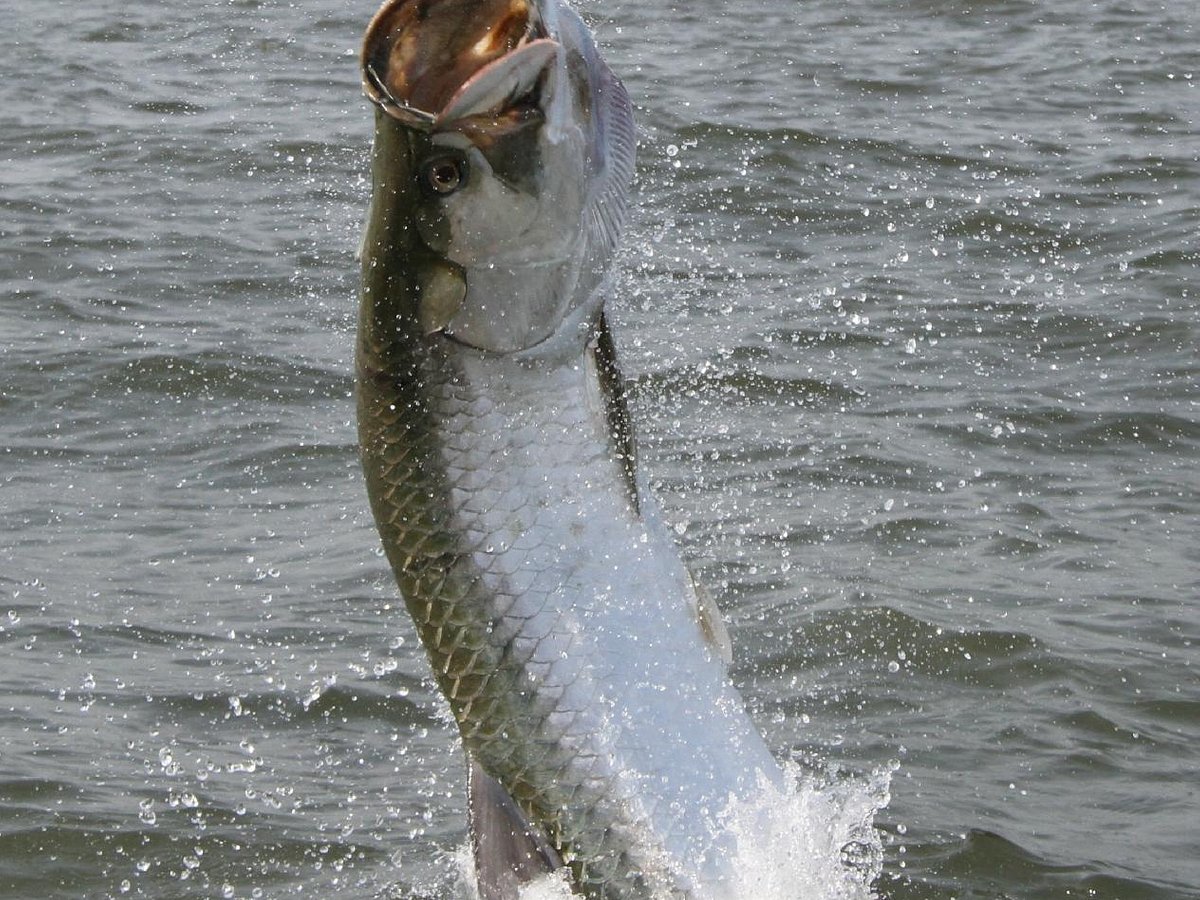 Barrier Island Guide Service fishing guide / charters Pawleys Island