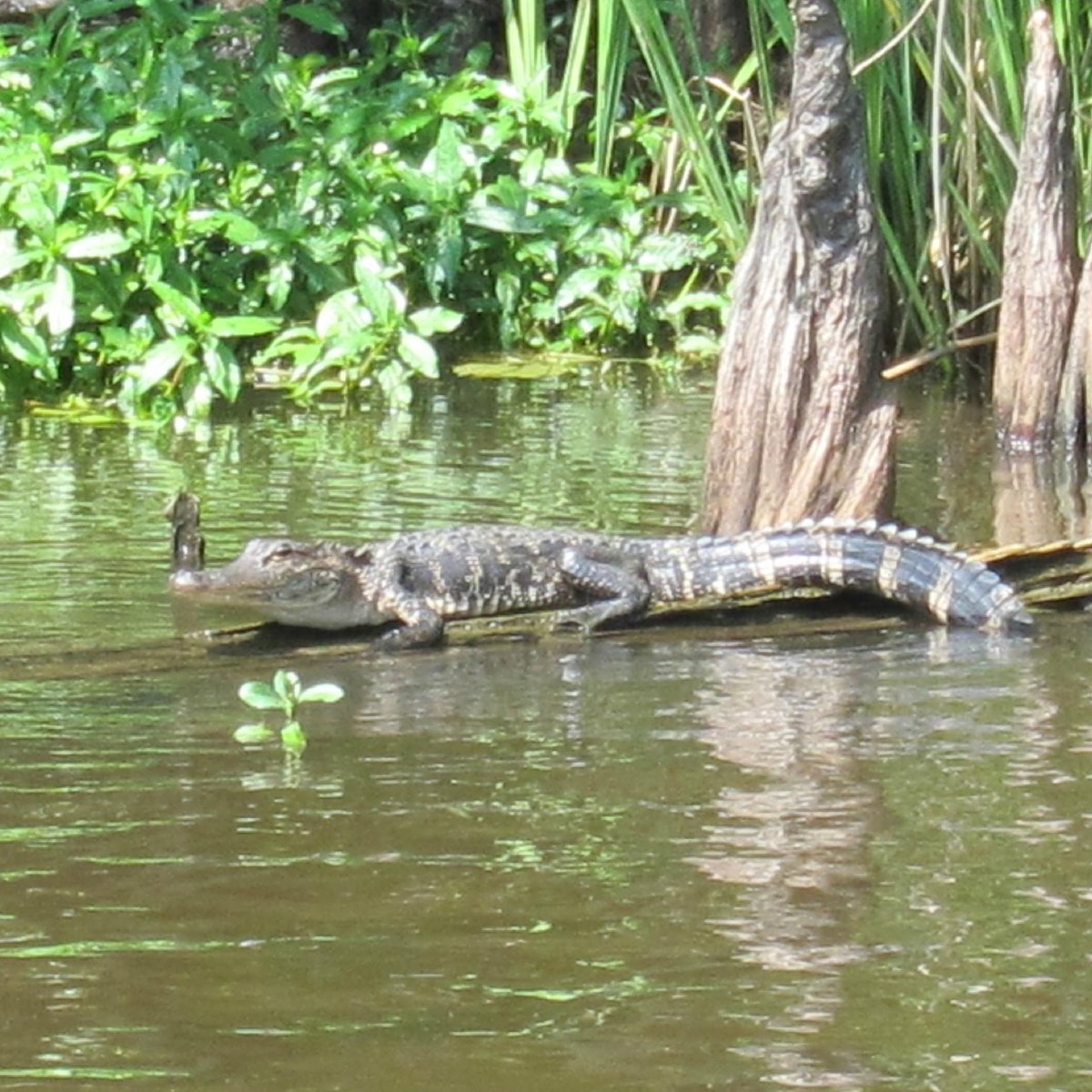 Torres Cajun Swamp Tours - All You Need to Know BEFORE You Go (2024)