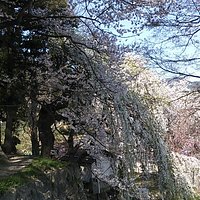 山全てがこんな感じです!圧巻!