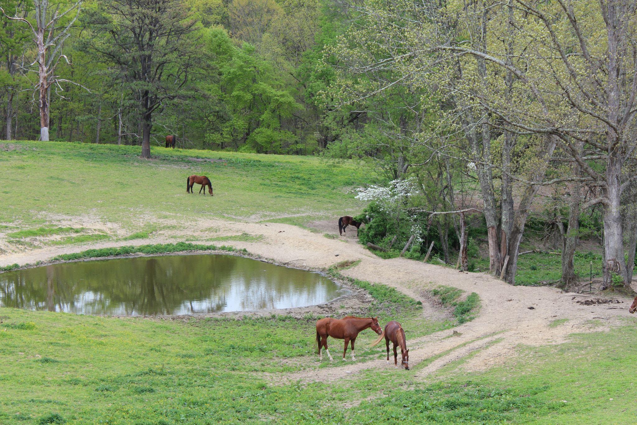 Equestrian Adventures - All You Need To Know BEFORE You Go (2024)