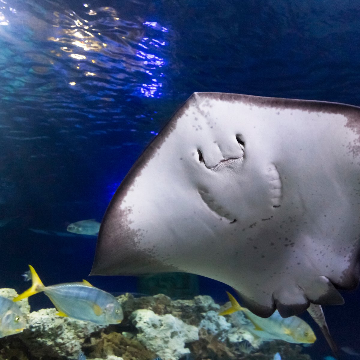 SEA LIFE Hannover - Aktuell für 2023 - Lohnt es sich? (Mit fotos)