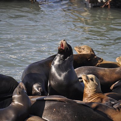 サンフランシスコの動物園 水族館 ベスト5 トリップアドバイザー