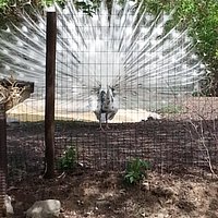 White peacock at Scovill Zoo