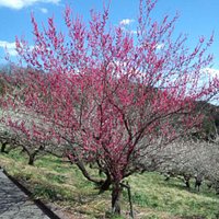 紅梅(本沢梅園)