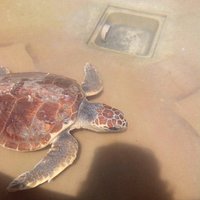 Una tartaruga in cura nel loro centro di recupero animali selvatici.