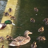 Ducks