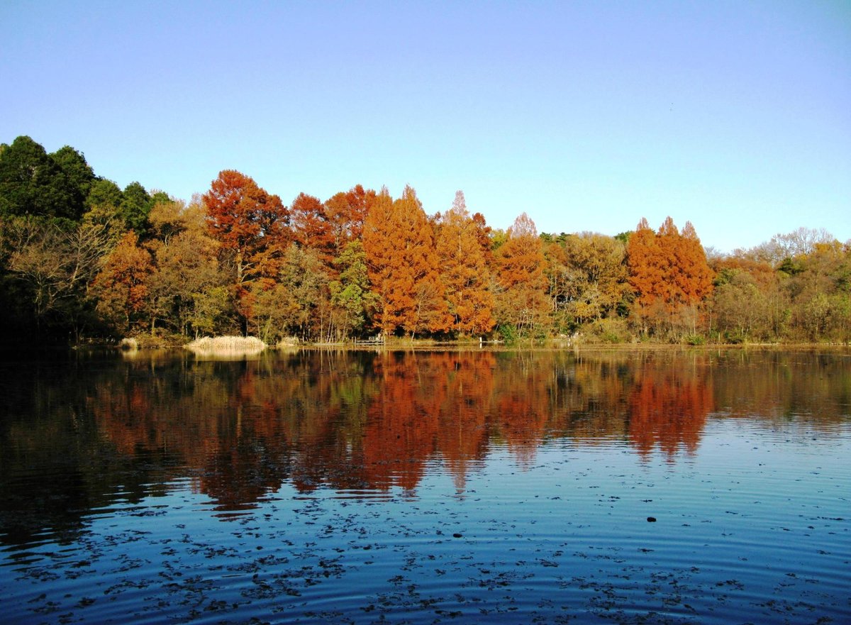 Shakujii Park Nerima Lo Que Se Debe Saber Antes De Viajar Tripadvisor