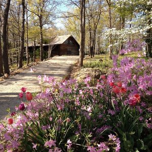 Spring flowers
