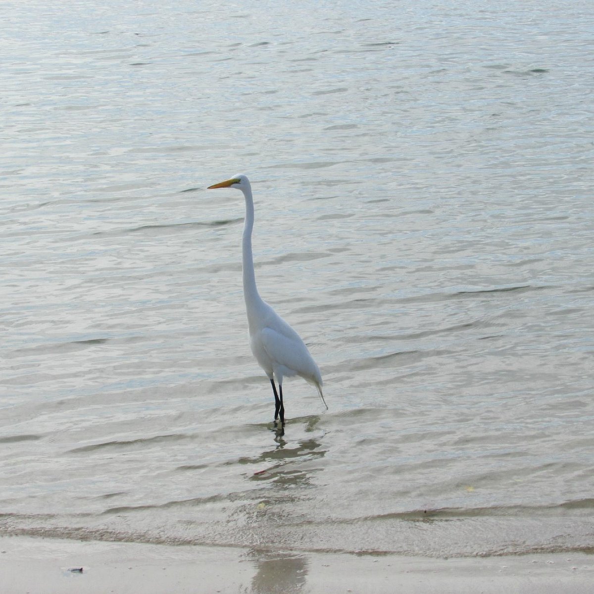 can you take dogs to new smyrna beach