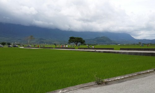 金城武樹