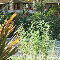 the outdoor dining area in the background